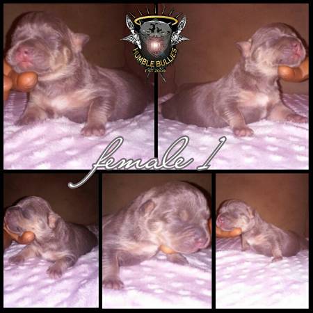 UKC Tri Bully Pups