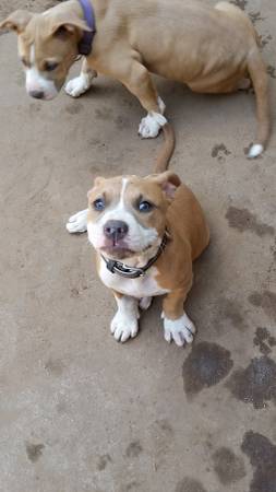 UKC,ADBA,ABKC pitbull puppies (Oklahoma City)