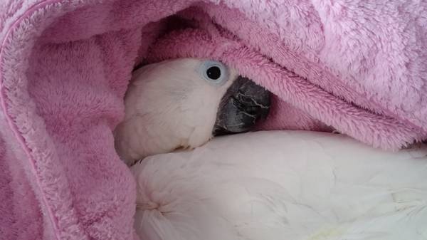 Umbrella Cockatoos 2 (Dearborn Heights)