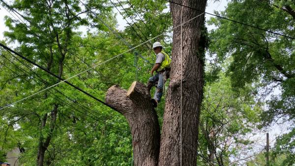 Union Brothers Tree Care (KansasMissouri)