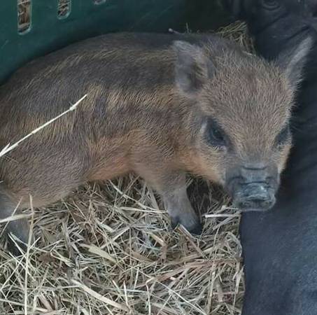 unique mini pig (alvarado)