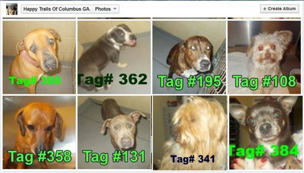 UPD FRI at 4 PMAdoptable For 0 to 75YOUR LOST DOGS AT THE POUND (Columbus Animal Care amp Control Center)