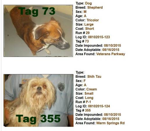 UPD LATE MONDAY PM  ALL R Adoptable for 0 to 75AT THE POUND (Columbus Animal Care amp Control Center)