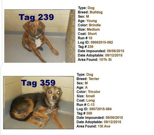 UPD MONDAY PM  ALL LOST DOGS WILL BE AT THE POUND (Columbus Animal Care amp Control Center)