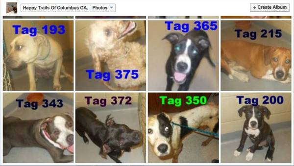 UPD TUESDAY NIGHT  ALL R Adoptable for 0 to 75AT THE POUND (Columbus Animal Care amp Control Center)