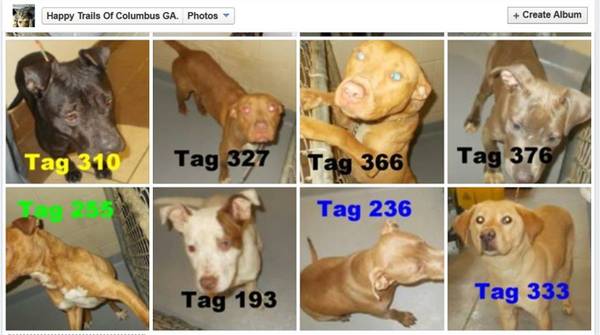 UPD WEDNESDAY NIGHT  SOME R Adoptable for 0 to 75AT THE POUND (Columbus Animal Care amp Control Center)