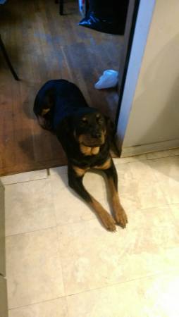 Update Female Rotty looking for good home