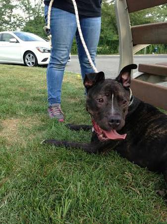 URGENT Big baby needs a loving home (NJ)