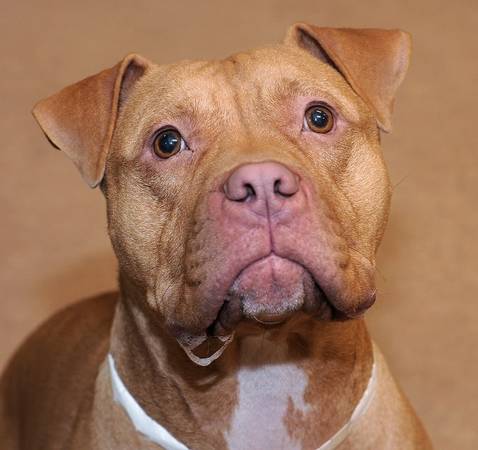URGENT Jackson needs a second chance (Acct Philly)