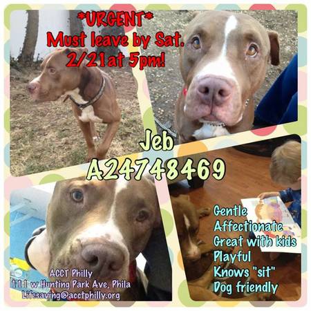 URGENT MUST LEAVE SHELTER 221 Jeb