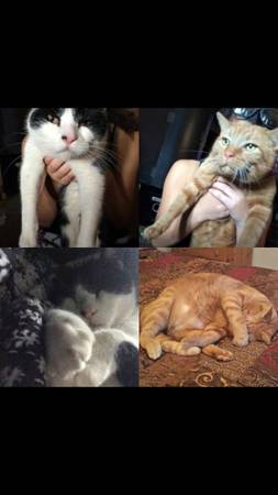 Urgent Need to Rehome Two Male Cats ASAP (edmond)