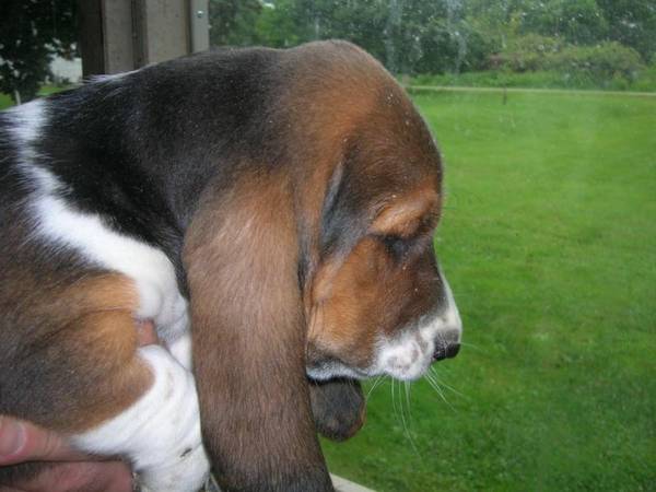 Vaccinated Basset Hound pups (New orleans)