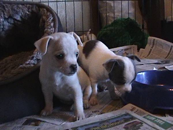 Valentine Puppies (East Harrah)