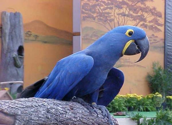Valuable hyacinth macaw with small adoption fee (for re