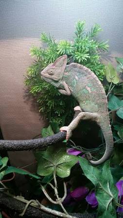 veiled chameleon (southington)