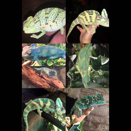 Veiled chameleons for sale
