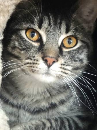 Very handsome male tabby kitty (Queensbury)