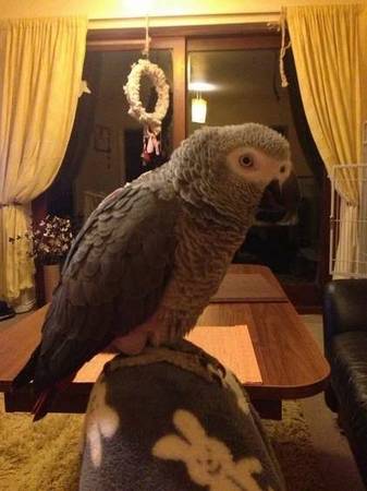 Very smart African grey Parrot ,looking for a new home