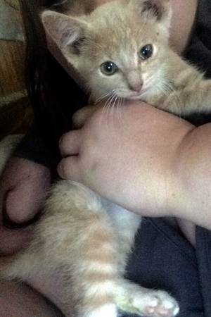 Very sweet and loving kitten (Oak grove)