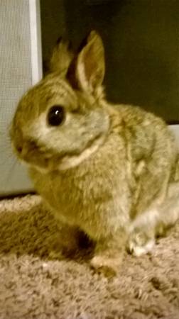very sweet bunny (nampa)