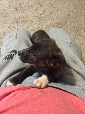 Very sweet collie jack Russ mix for rehome (Midwest city)