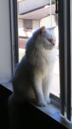 Very sweet White Himalayan Cat 10 years old (Oahu)