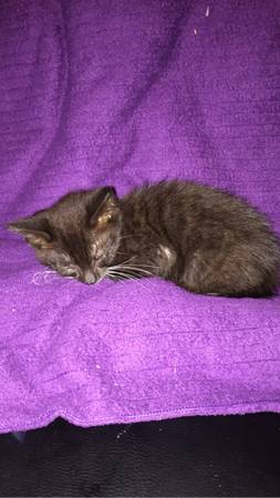 Vetted 8 week old kitten