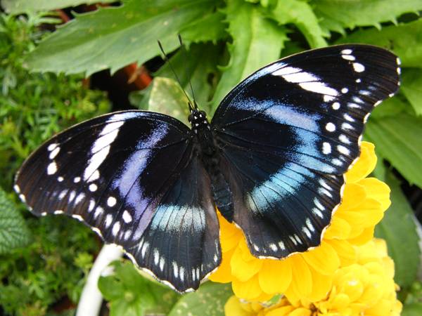 Visit With Live Butterflys in Our Greenhouse (Tiverton, RI)