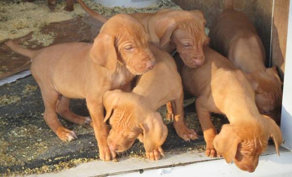 Vizsla Male Puppies (Highmore, SD)