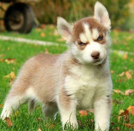 Walsh is a handsome Siberian Husky puppy with a playful (Salt Lake City)