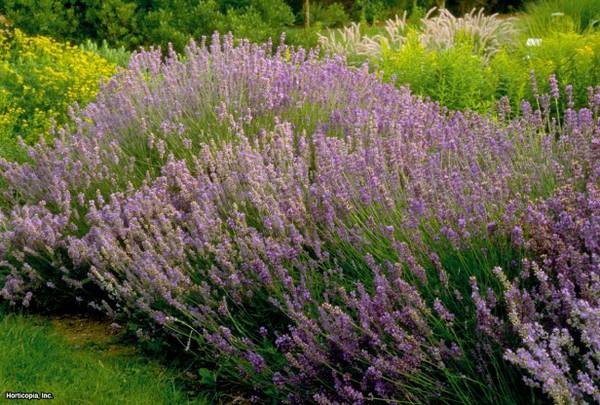 WANTEDEnglish lavender plants, possibly other lavender smelling items (Honolulu)