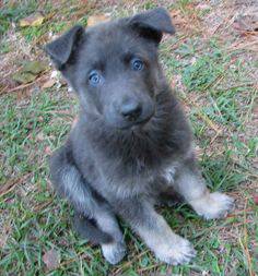 Wanting to buy a blue GSD (okc)