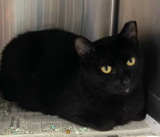 We have the Black kittencat for you (Sayreville)