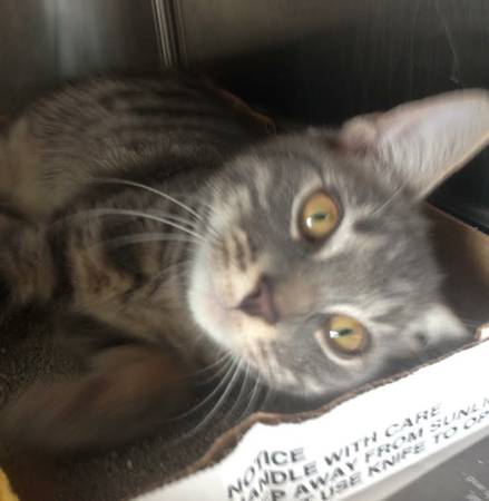 We have the Kitten For you (Sayreville)