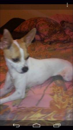 we need to find home for banby (Maricopa)