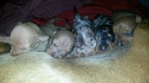 Weeny Dog Puppies ADORABLE (Seale)