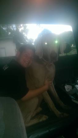 Weimaraner Registered Male (Ocean Springs)