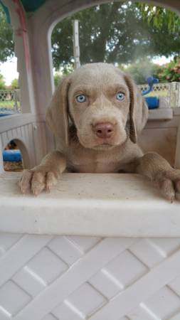 Weimaraner (Surprise)