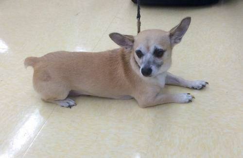 Welsh corgi chihuahua mix girl 5 years old (Justin Bartlett Animal Rescue PBC)