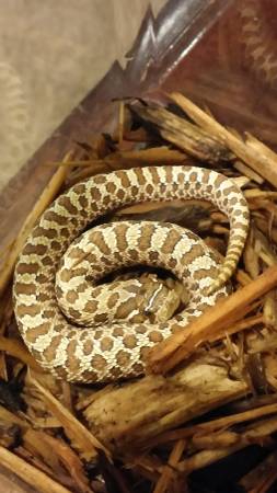 Western Hognose youngster (Clinton Twp)