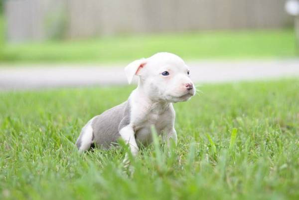 White and blue American Bully