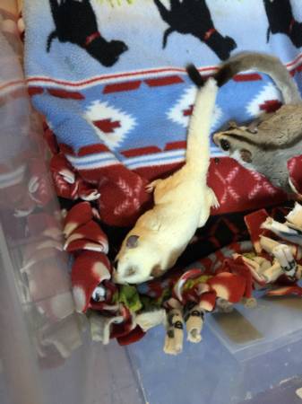 White (black eyed) sugar glider joeys and adult pair (Noblesville)