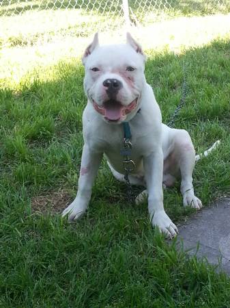 White Bully Pit bull Pup (Dallas)