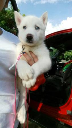 White Husky puppy (okc)