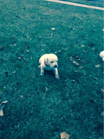 White lab puppies (Moorhead)