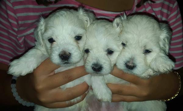 White Maltese Puppies (Deerfield Beach)