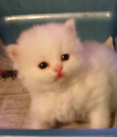 White Persian Kitten male (Kona)