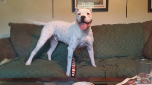 White pitboxer mix