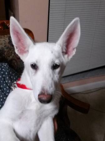 WHITE SHEPHERD FEMALE PUPPY 4ALE (MIAMI)