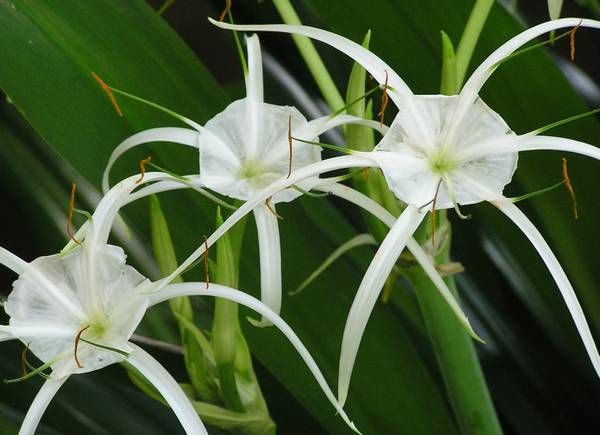 White Southern Spider Lily BulbsLillies now blooming
